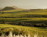 historic photo of Stagecoach Vineyard